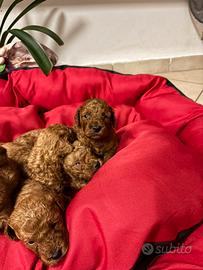 Barboncino Toy red