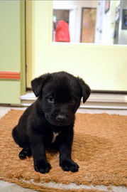 Cani taglia piccola nero