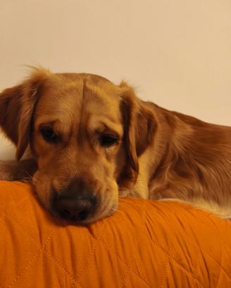 Golden retriever inglese per accoppiamento