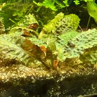 Cryptocoryne undulata