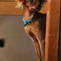 Russian Toy a pelo lungo