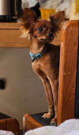 Russian Toy a pelo lungo