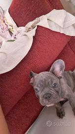 Bulldog francese