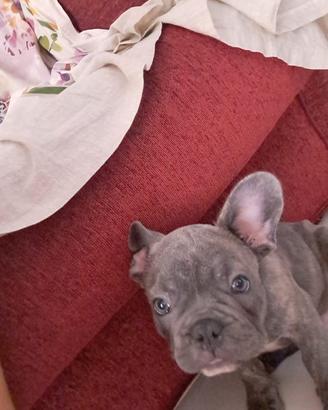 Bulldog francese