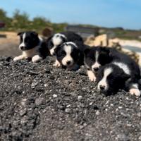 Cuccioli di border collie