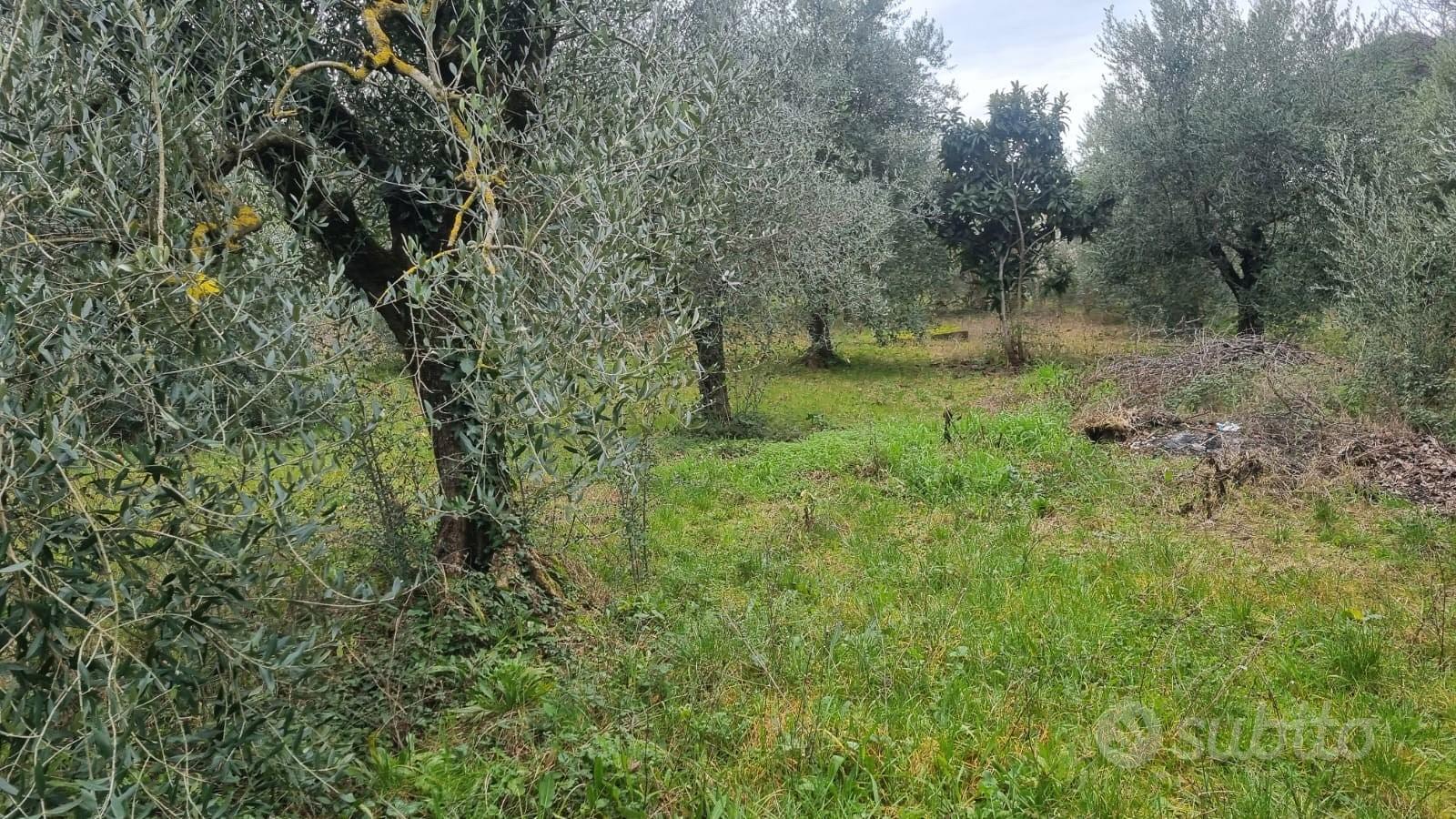 Terenno montecompatri - Vista 4