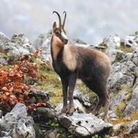 Camoscio Parco Nazion. Abruzzo, foto A3 29,7X42 CM