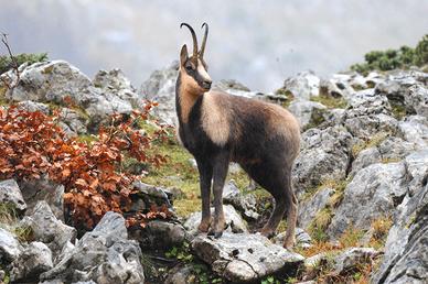Camoscio Parco Nazion. Abruzzo, foto A3 29,7X42 CM