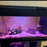 acquario