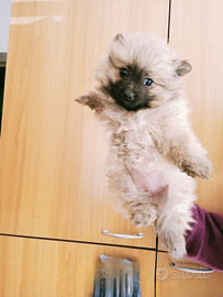 Spitz di pomerania toy