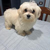 Maltese toy maschio