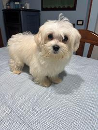 Maltese toy maschio