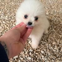 Spitz Pomerania mini toy