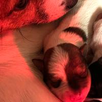 Cuccioli jack russell Terrier