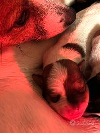 Cuccioli jack russell Terrier