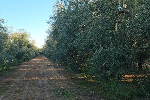 Terreno agricolo 