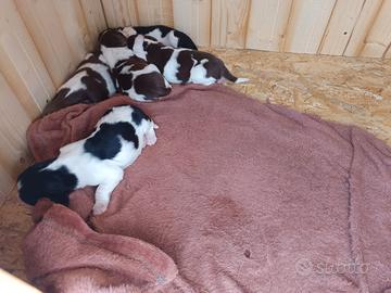 Cuccioli springer spaniel inglese
