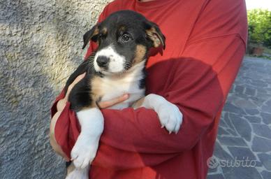 Cuccioli incrocio Belga/Tedesco maschio