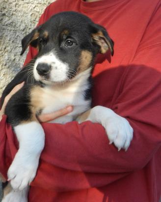 Cuccioli incrocio Belga/Tedesco maschio