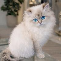 Cucciola di British Longhair