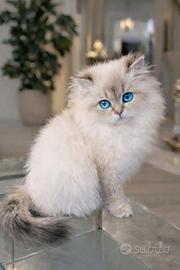 Cucciola di British Longhair