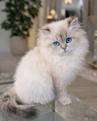 Cucciola di British Longhair