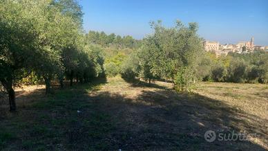 Terreno edificabile e agricolo a Crecchio