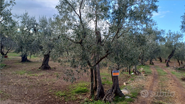 Terreno agricolo