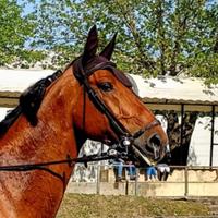 Cavallo sportivo da salto