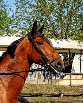 Cavallo sportivo da salto