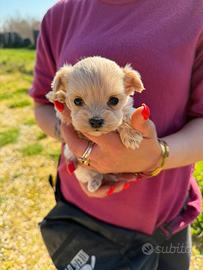 Maltipoo mini toy