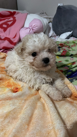 Maltipoo