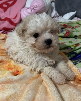 Maltipoo