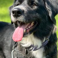 Cane taglia grande