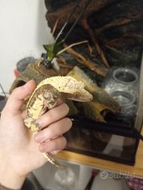 Geco Ciliatus