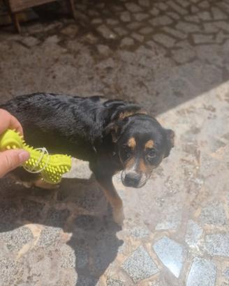 PERLA aspetta una famiglia