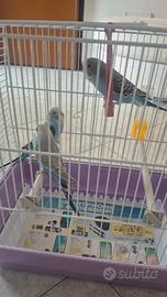 Cocorite