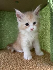 Gatto Maine Coon
