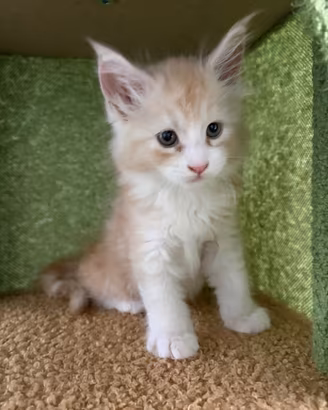 Gatto Maine Coon