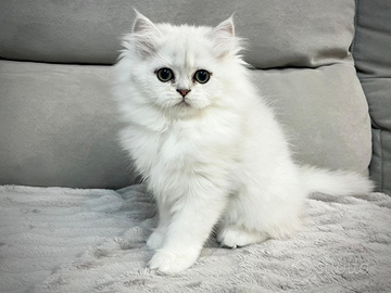 Scottish fold e scottish straight