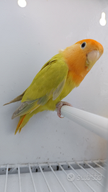 Roseicollis varie mutazioni coppie e singoli