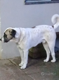 Asia centrale/Alabai