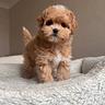 maltipo-maltipoo-cuccioli-maschi-e-femmine