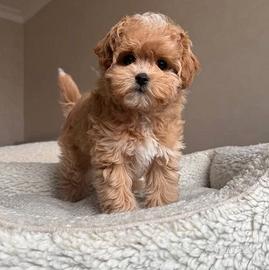 MALTIPO - MALTIPOO CUCCIOLI maschi e femmine