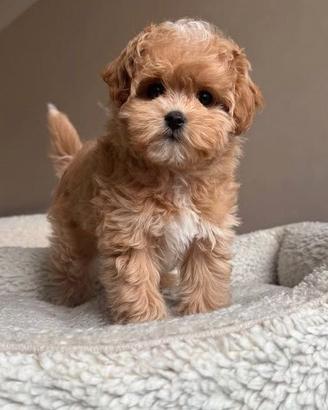 MALTIPO - MALTIPOO CUCCIOLI maschi e femmine