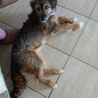 Cucciola meticcia in adozione