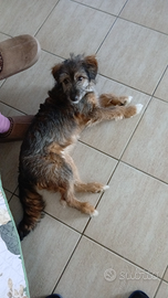 Cucciola meticcia in adozione