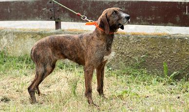 Segugio Maremmank femmina da caccia