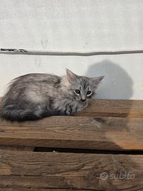 cuccioli di siberiano 