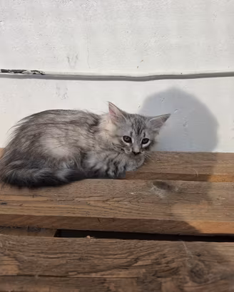 cuccioli di siberiano 